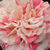 Vörös - fehér - Teahibrid rózsa - Philatelie